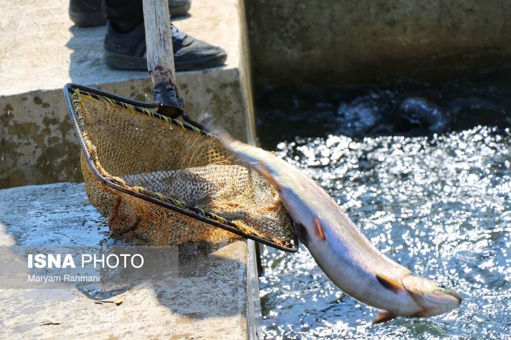 ماهیگیری در آب گل آلود: شیلات نهاوند و توهم توسعه
